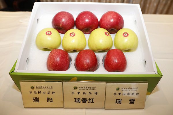 白水县举办“三瑞”苹果推广活动